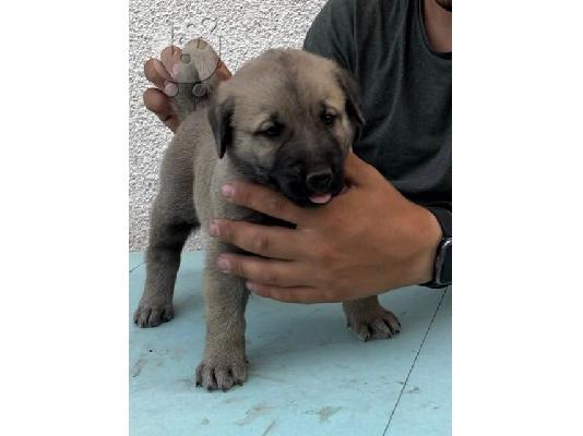 Τουρκικά κουτάβια Kangal